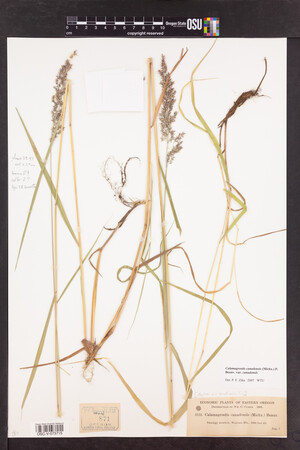 Calamagrostis canadensis var. canadensis image