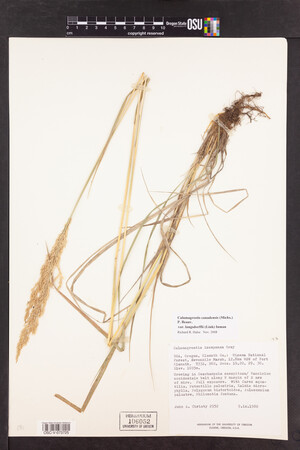 Calamagrostis canadensis var. langsdorffii image