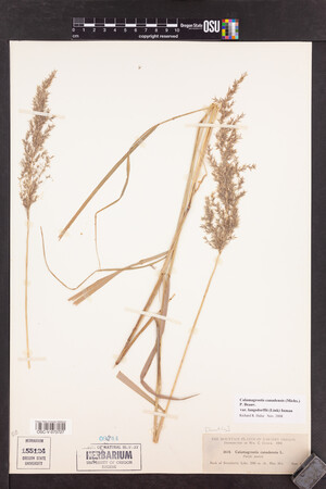 Calamagrostis canadensis var. langsdorffii image