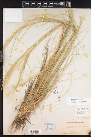 Hesperostipa comata image