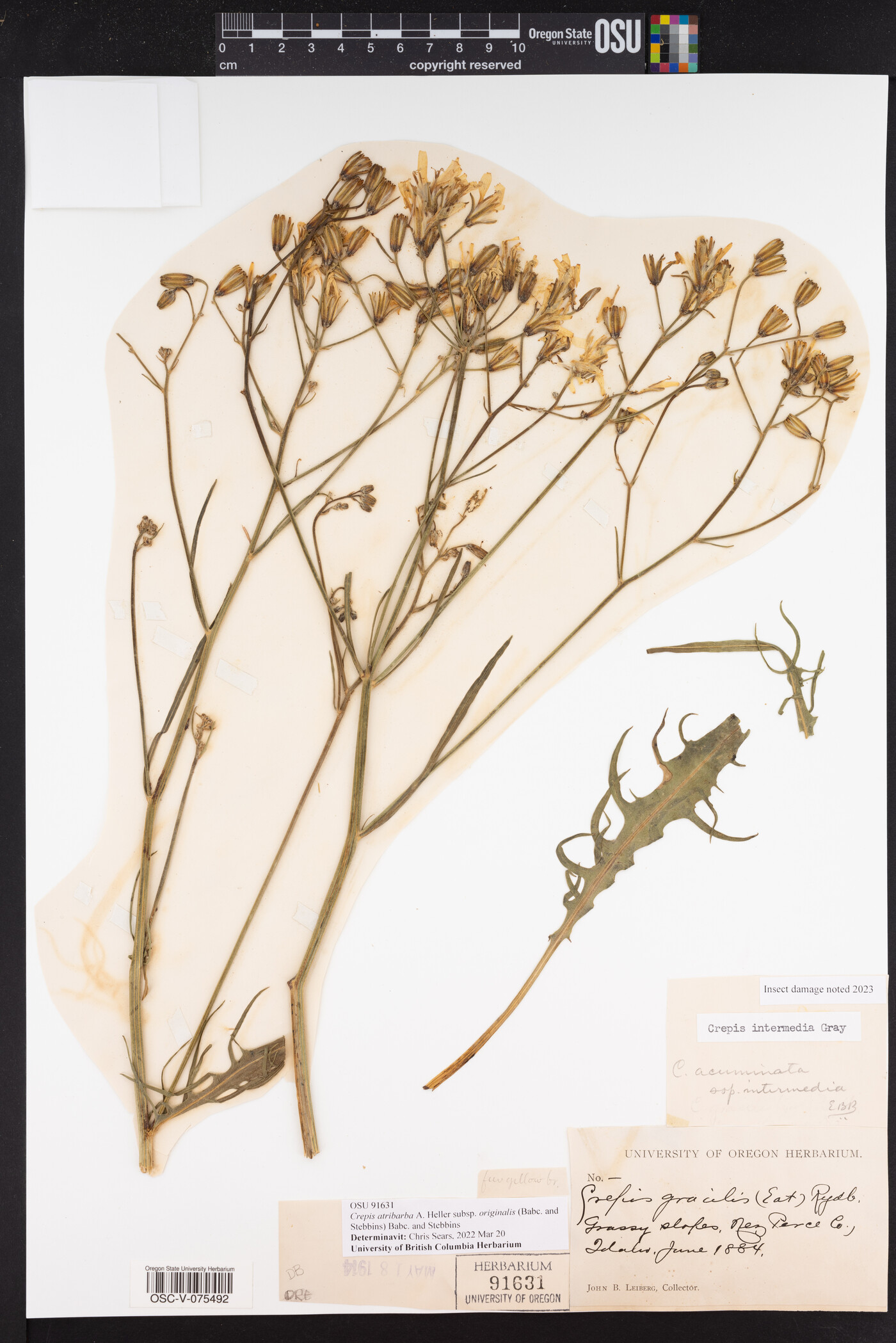 Crepis atribarba subsp. originalis image