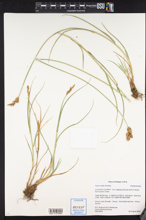 Carex ovalis image