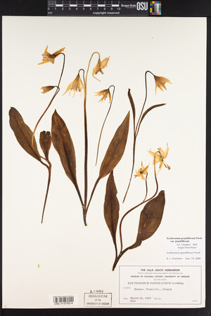 Erythronium grandiflorum image