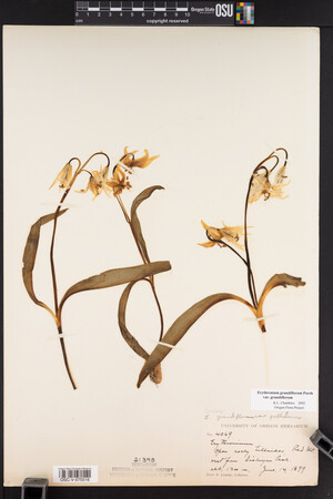 Erythronium grandiflorum image