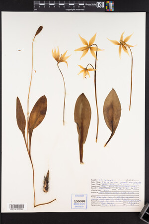 Erythronium grandiflorum image