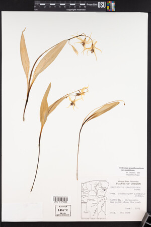 Erythronium grandiflorum image