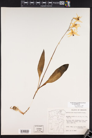 Erythronium grandiflorum image