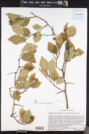 Crataegus chrysocarpa var. piperi image