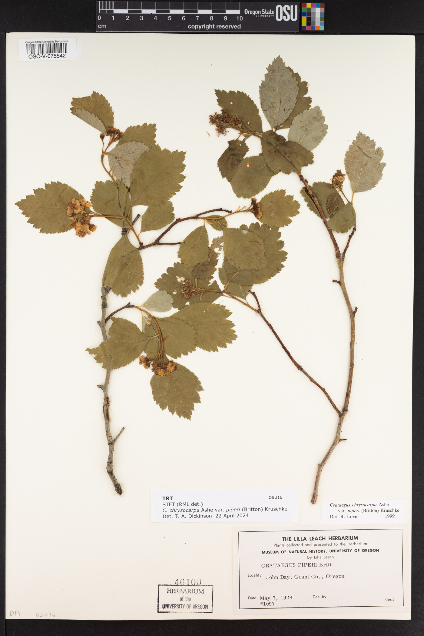 Crataegus chrysocarpa var. piperi image