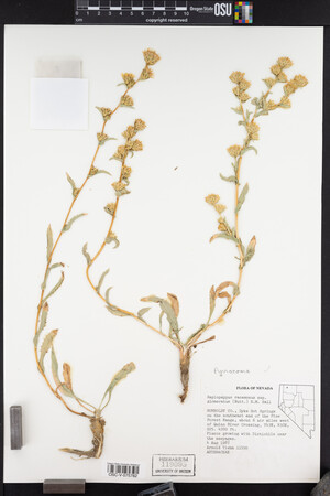 Pyrrocoma racemosa var. paniculata image