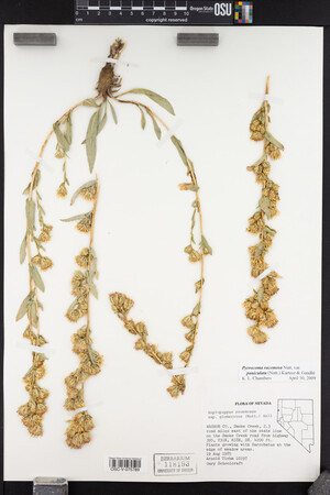 Pyrrocoma racemosa var. paniculata image