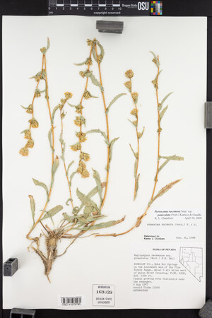 Pyrrocoma racemosa var. paniculata image