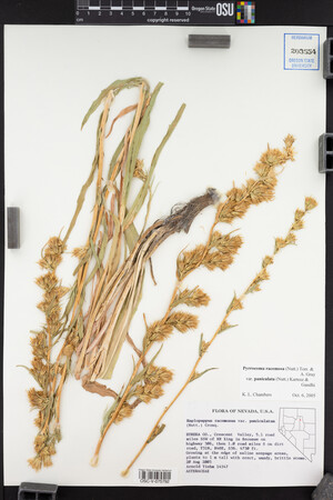 Pyrrocoma racemosa var. paniculata image