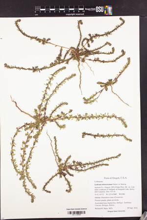 Lythrum tribracteatum image