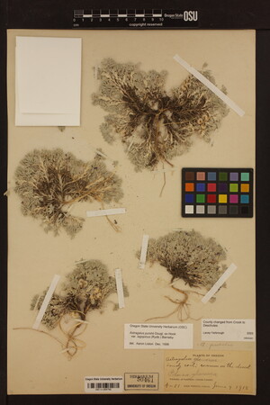 Astragalus purshii var. lagopinus image