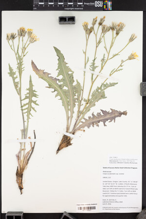 Crepis modocensis subsp. modocensis image