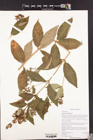 Image of Lysimachia vulgaris