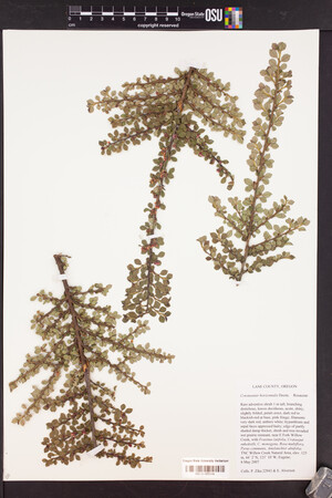 Cotoneaster horizontalis image