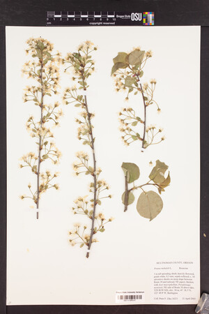 Image of Prunus mahaleb