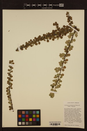 Cotoneaster hjelmqvistii image