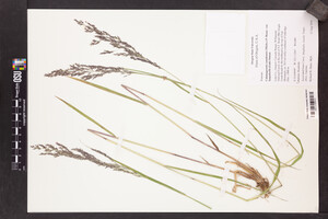 Calamagrostis canadensis var. langsdorffii image