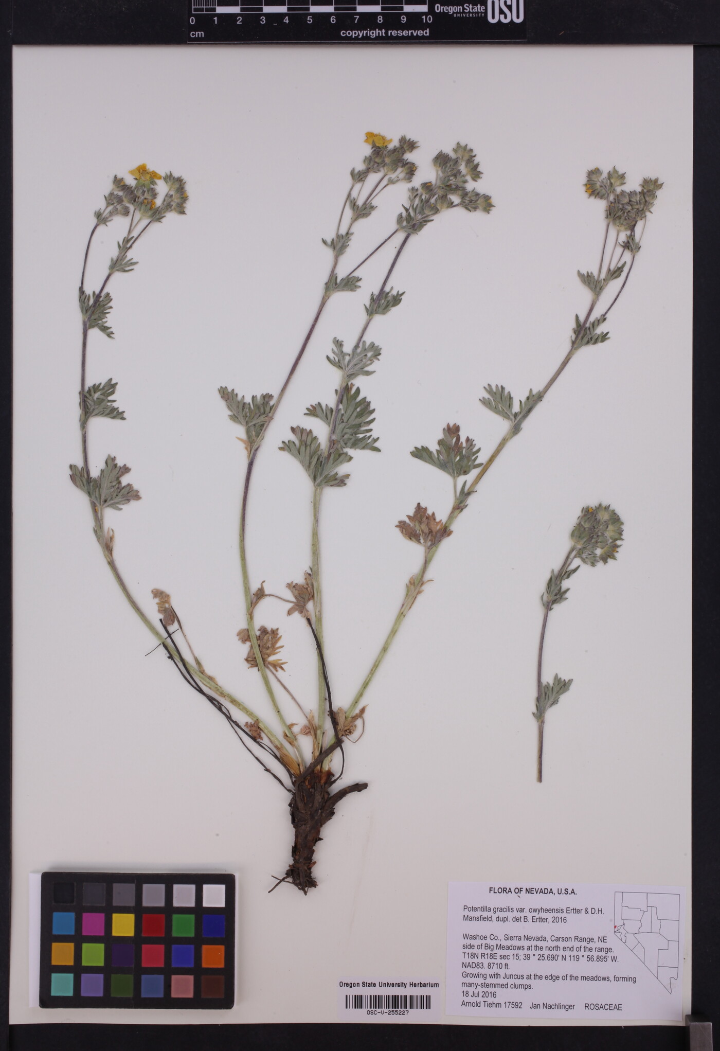 Potentilla gracilis var. owyheensis image