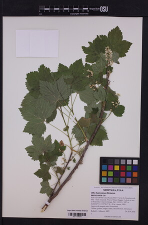 Image of Ribes hudsonianum