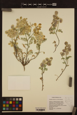 Astragalus whitneyi var. confusus image