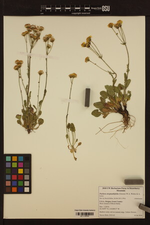 Packera streptanthifolia var. streptanthifolia image