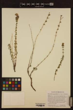 Monardella angustifolia image