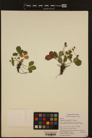 Fragaria cascadensis image