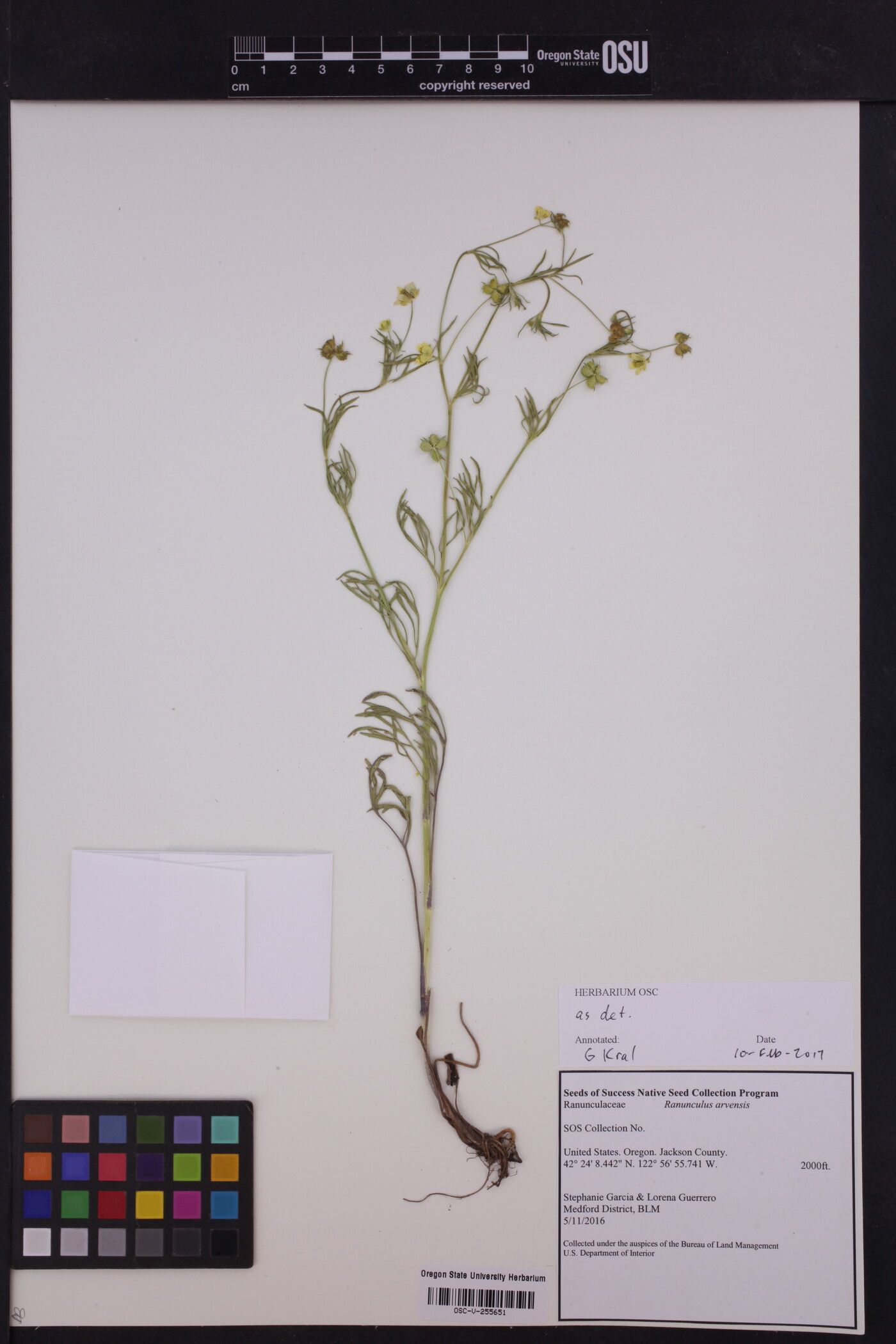 Ranunculus arvensis image