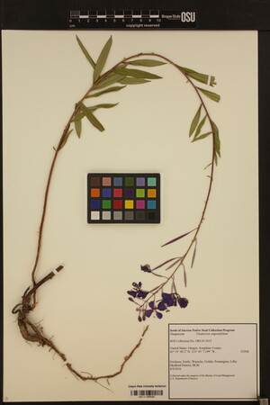 Image of Chamaenerion angustifolium