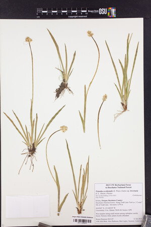 Triantha occidentalis subsp. brevistyla image