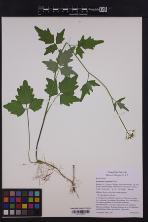 Image of Cardamine angulata