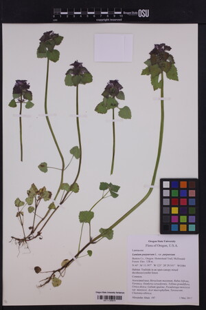 Image of Lamium purpureum