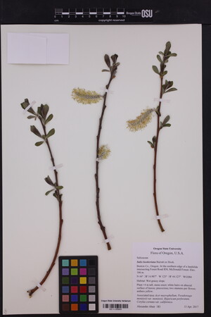 Salix hookeriana image