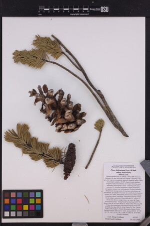 Image of Pinus balfouriana