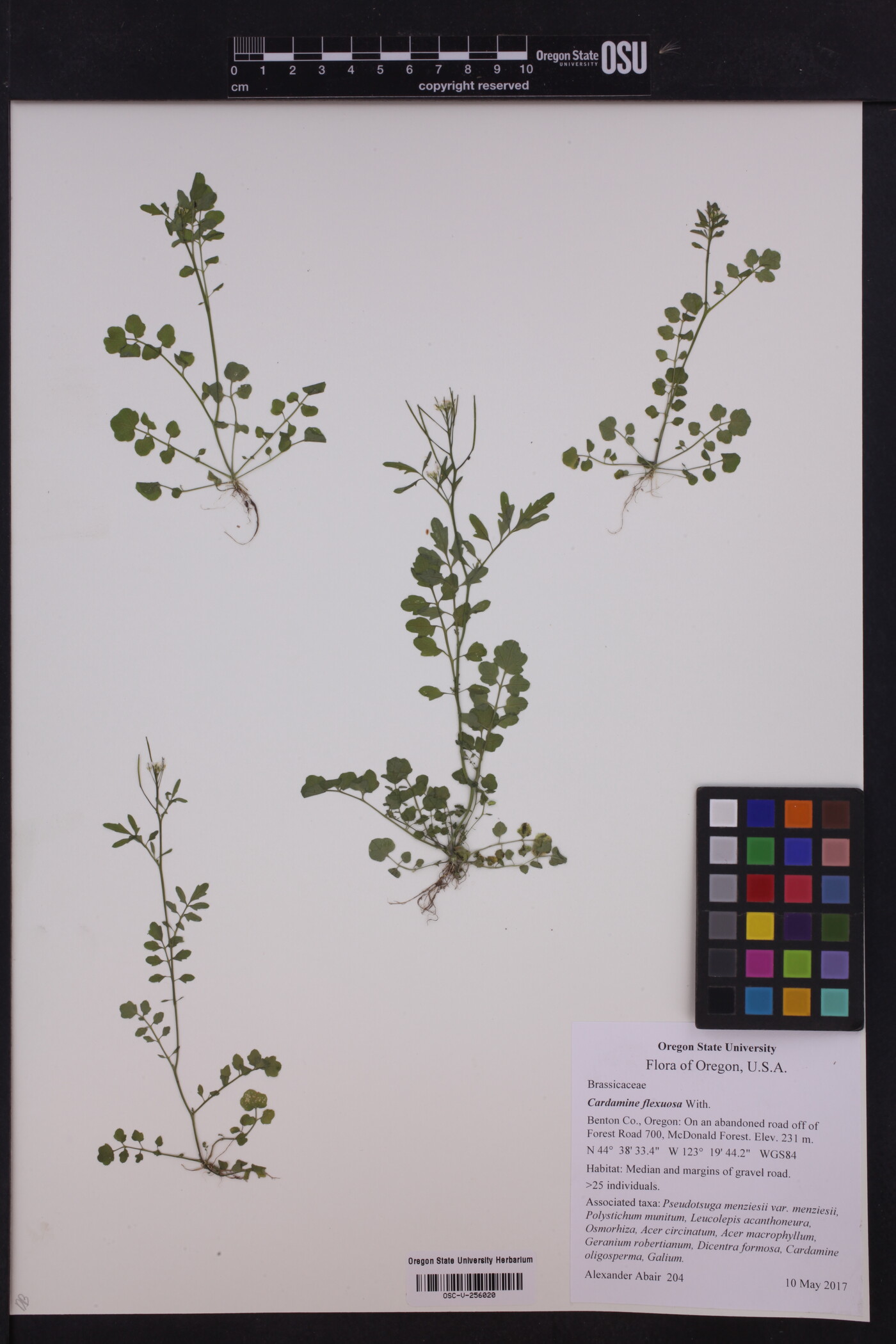 Cardamine flexuosa image