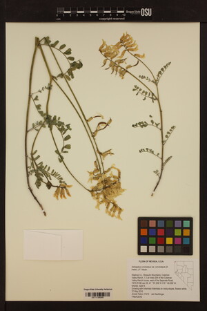 Astragalus curvicarpus image