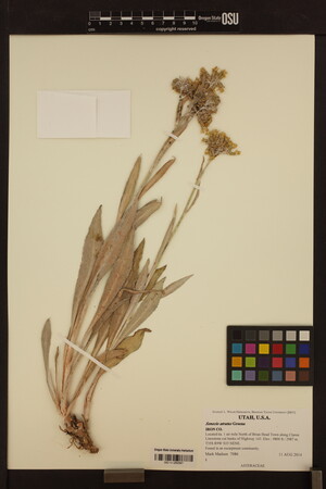 Senecio atratus image