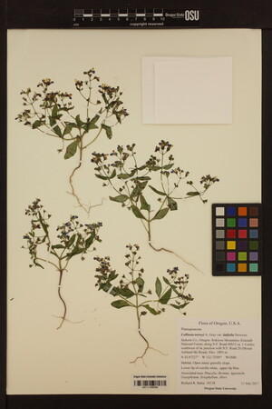 Image of Collinsia latifolia