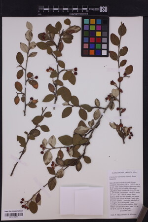 Image of Cotoneaster sternianus
