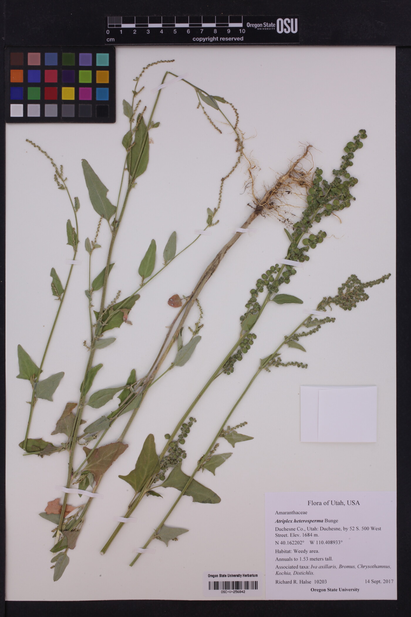 Atriplex heterosperma image