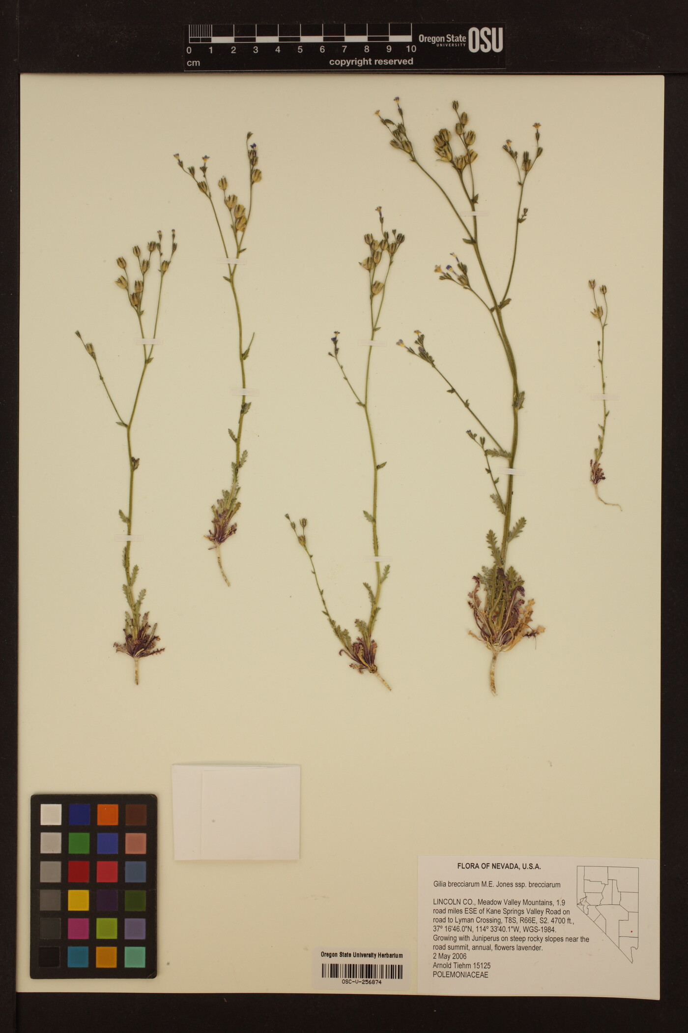 Gilia brecciarum image