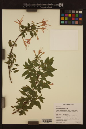 Fuchsia magellanica image