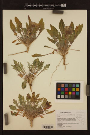 Image of Oenothera primiveris
