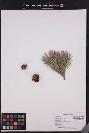 Pinus discolor image