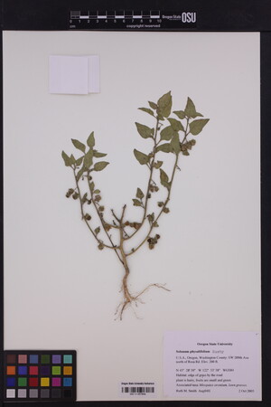 Image of Solanum physalifolium