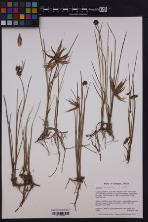 Image of Juncus nevadensis